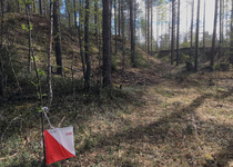 Muuratharjun pienmuotoja.