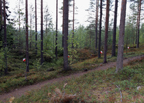Rasti 14 edestä